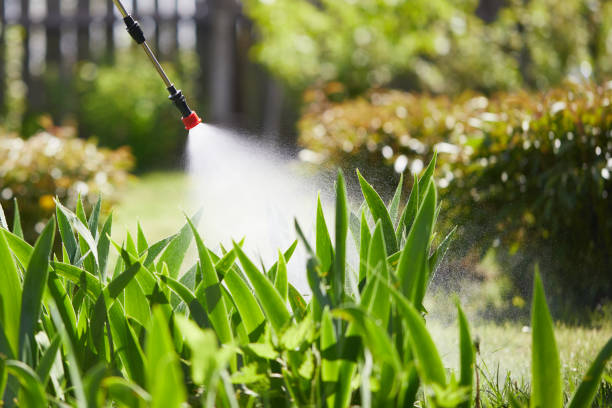 24/7 Emergency Termite Control experts in Pahoa, HI